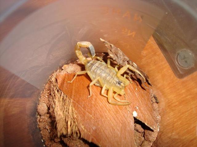 Leiurus quinquestriatus