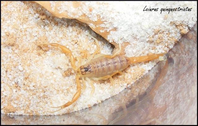 Leiurus quinquestriatus