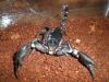 heterometrus_t1_1.jpg