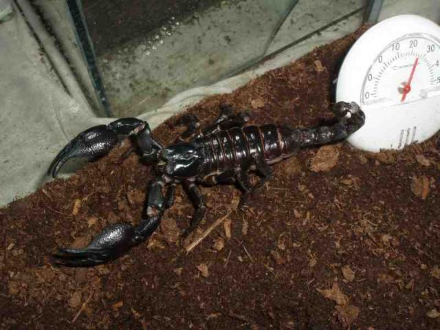 Heterometrus