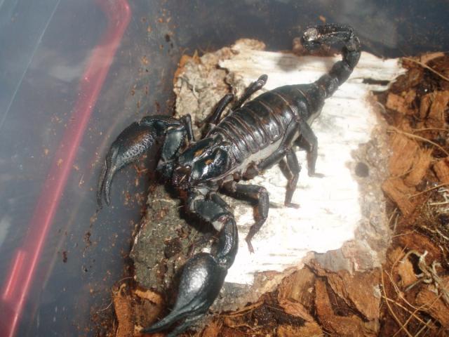 H. spiniher