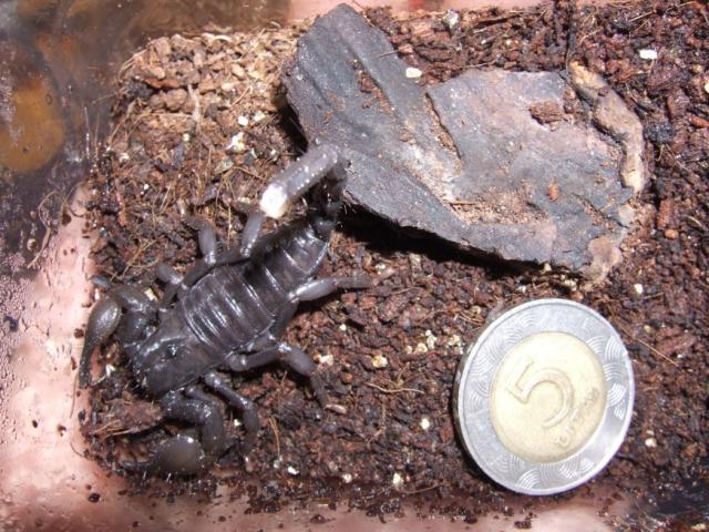 imperatorius
