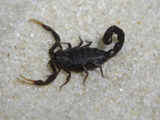 H.judaicus