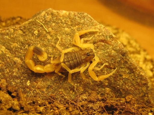 Mesobuthus martensii