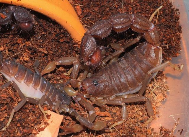 Parabuthus transvaalicus