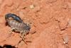ortochirus_sp_t1.jpg
