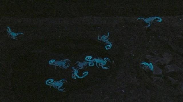 Skorpionai UV