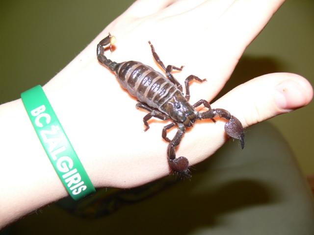 Pandinus imperator