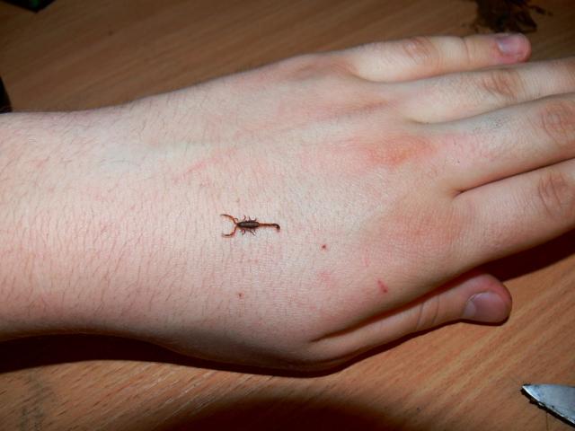 Centruroides hentzi