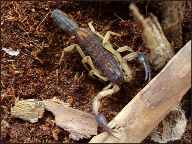 C. margaritatus 