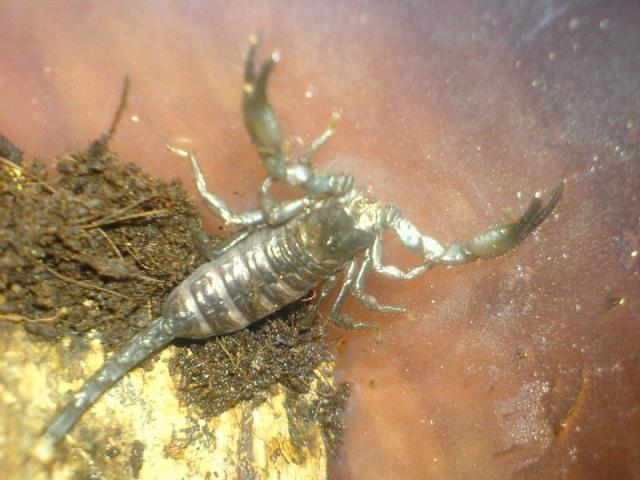 Pandinusiukas...
