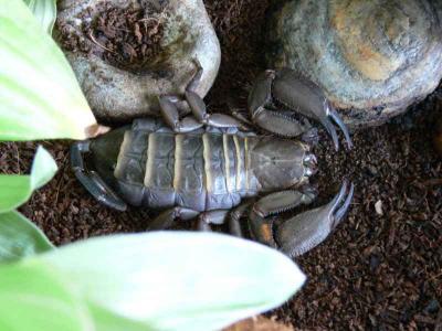 Hadogenes sp.
