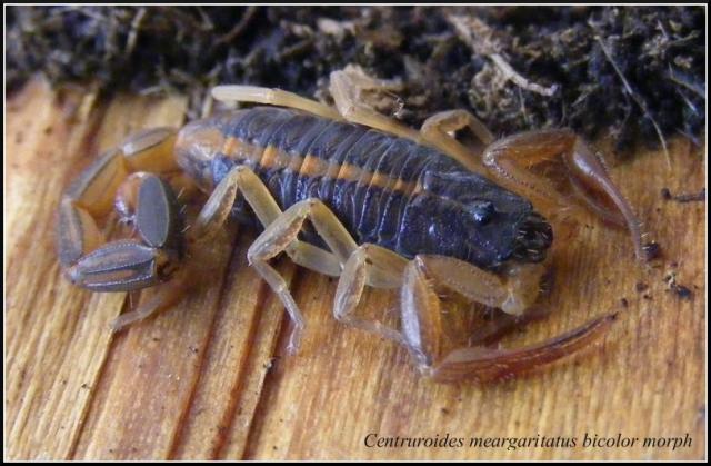 Centruroides margaritatus bicolor morph