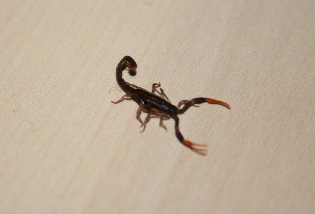 naujas žvėriukas: Vaejovis Spinigerus