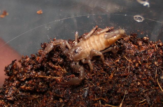 Heterometrus spinifer