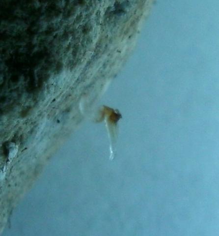 Spermatoforas