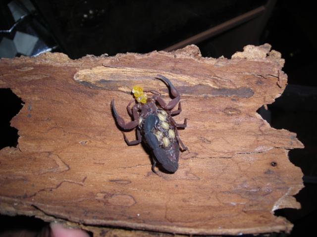 tityus falconensis