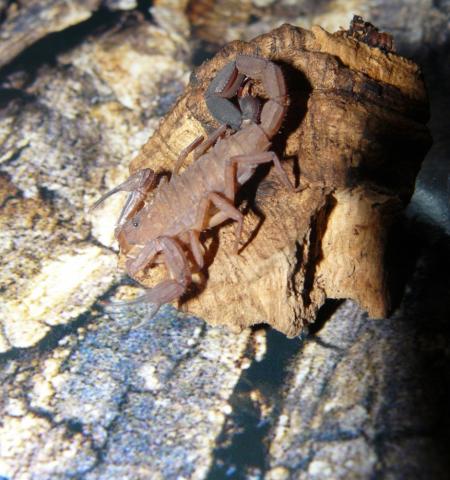 T. magnimanus 