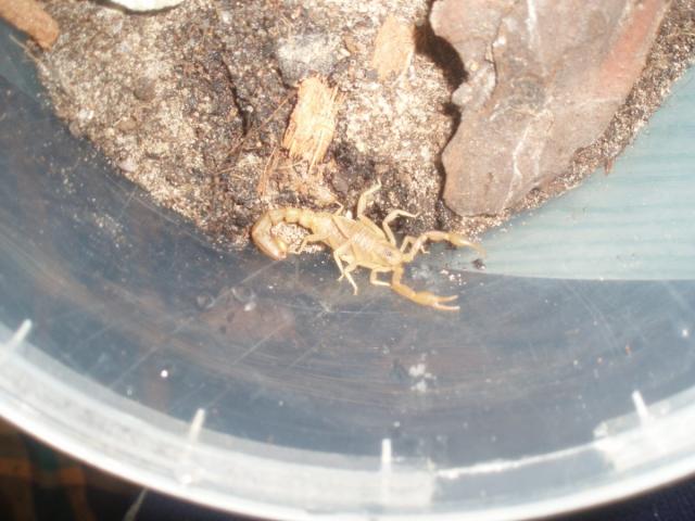 V. confusus