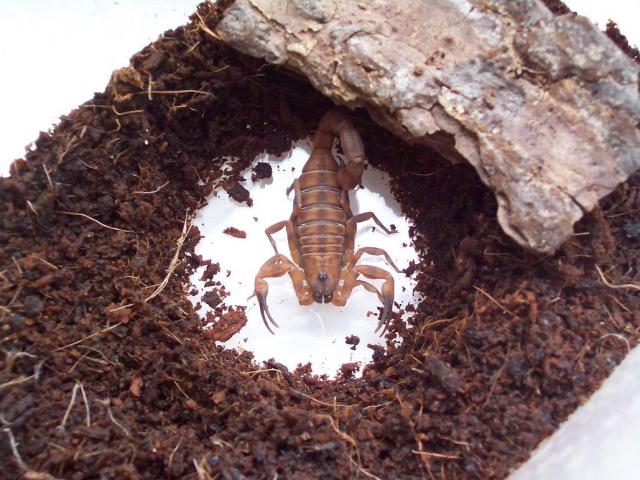 Babycurus jacksoni