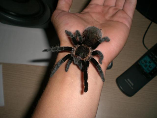 B. Vagans