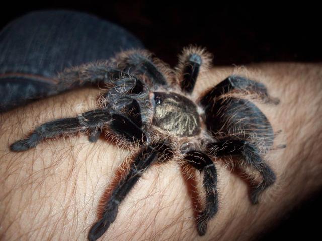 Brachypelma albopilosum