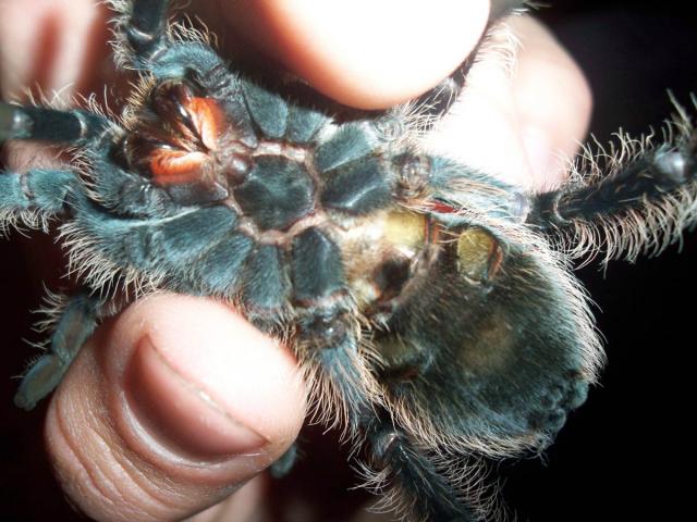B. a. lytis