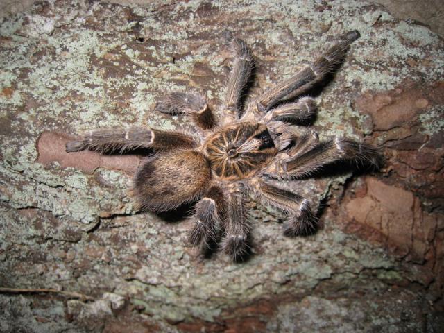 Ceratogyrus marshalli