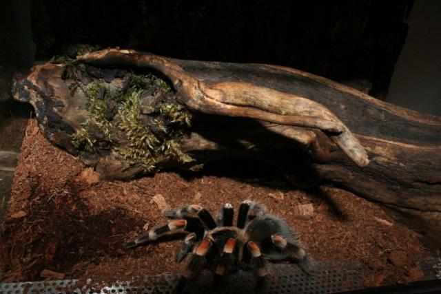 B. smithi