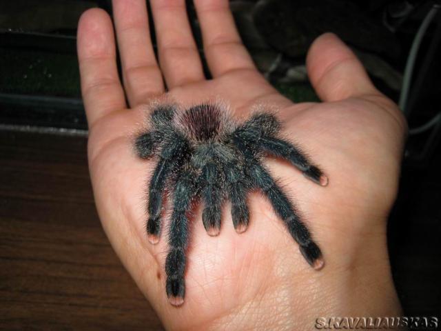 A. metalica
