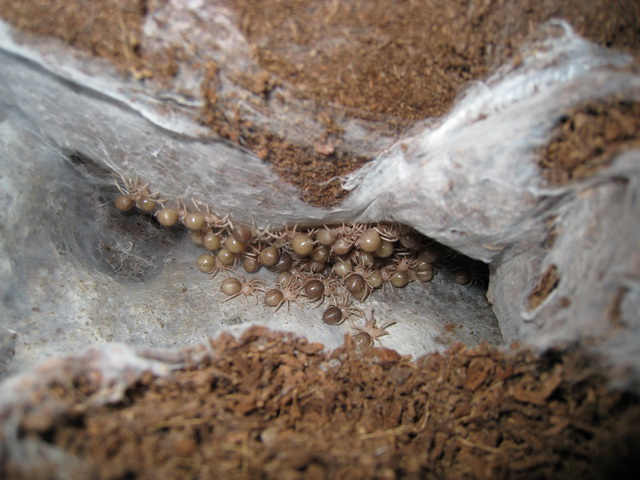 Psalmopoeus cambridgei