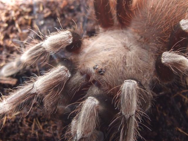 Lasiodora Cristata