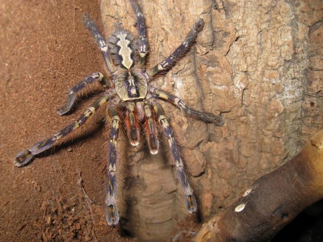 Poecilotheria Ornata L11