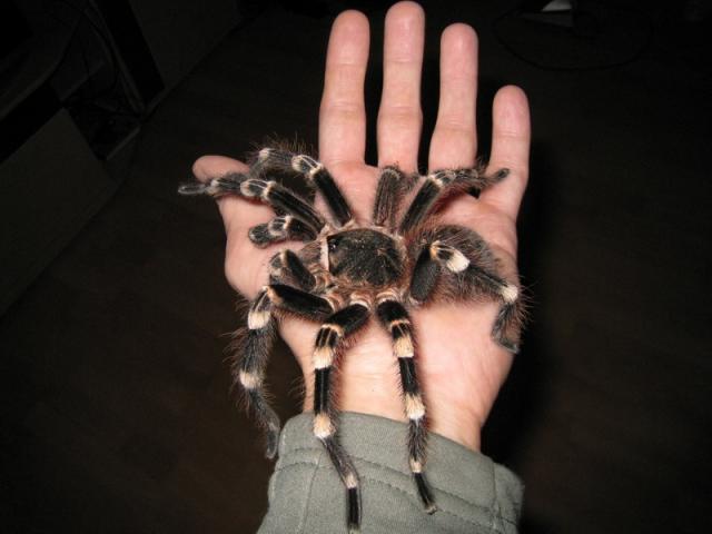 Acanthoscurria Geniculata L12