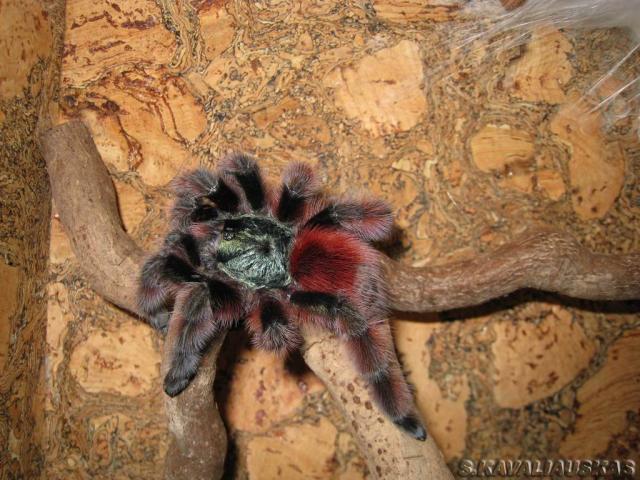 Versicolor L10