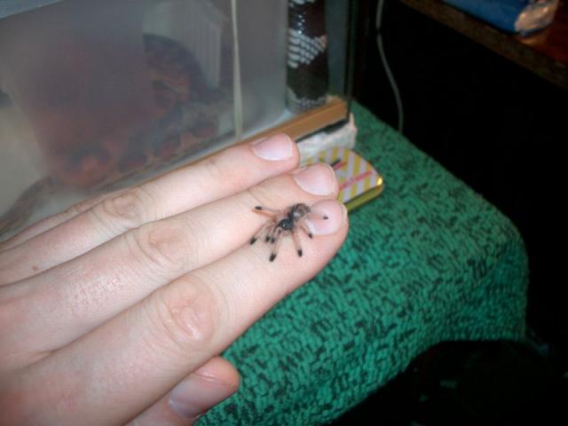 A. avicularia