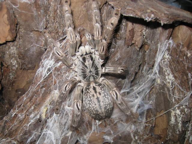 Heteroscodra Maculata L16