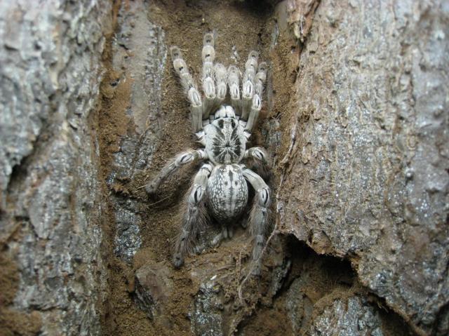 Heteroscodra Maculata L17