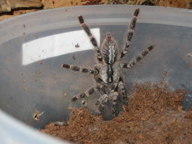 P. ėegalis