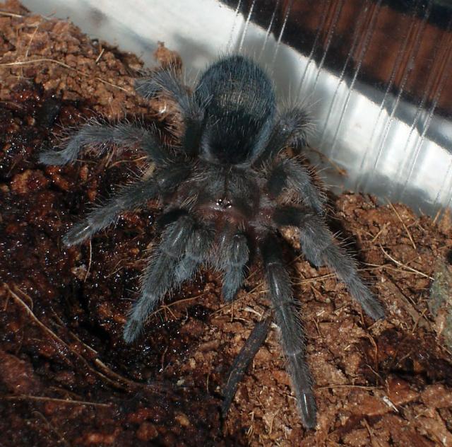 Grammostola pulchra