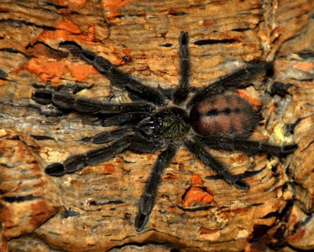 Psalmopoeus cambridgei