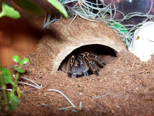 aphonopelma seemanni