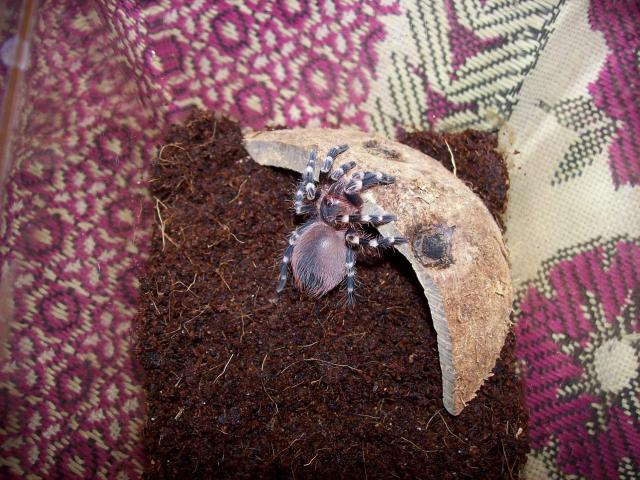 acanthoscurria broklehursti