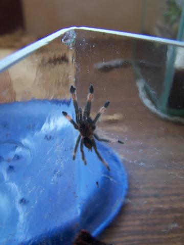 Psalmopeus Cambridgei