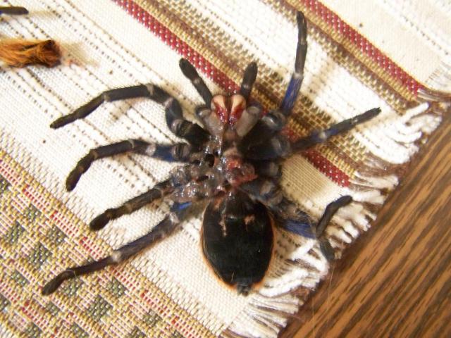 Chromatopelma cyeneopebuscens