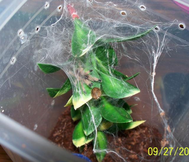 Avicularia sp."peru purple" L2