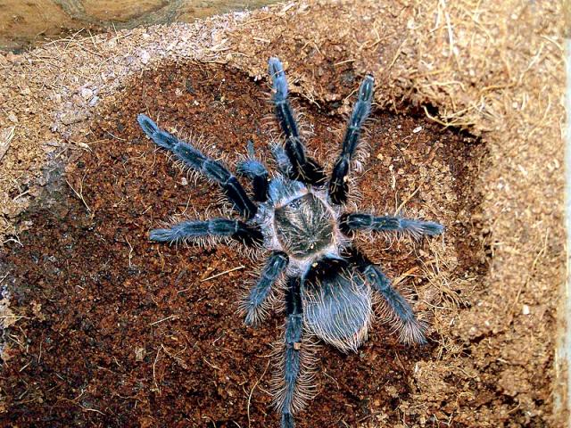 B.Albopilosum
