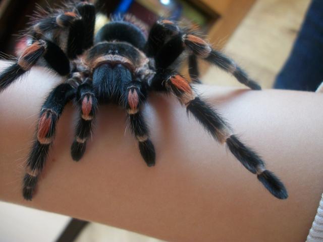 Brachypelma auratum