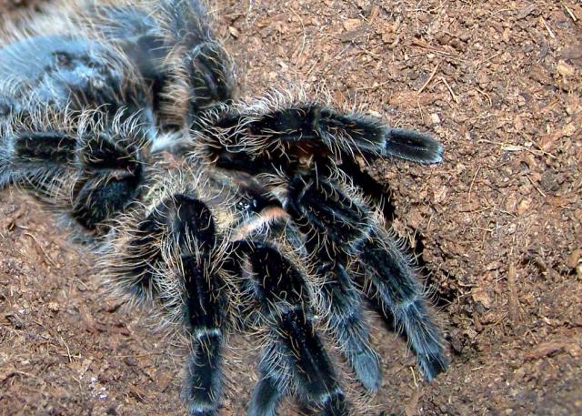 B. albopilosum