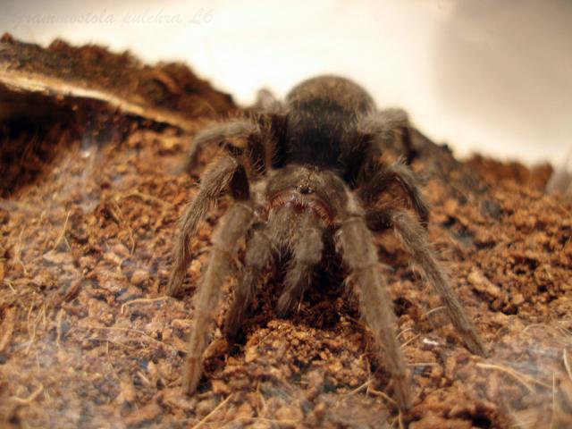 G. pulchra